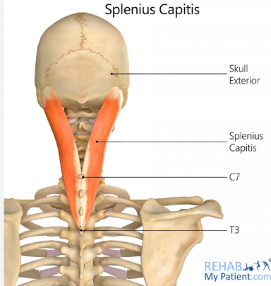 <p>Splenius&nbsp;</p>