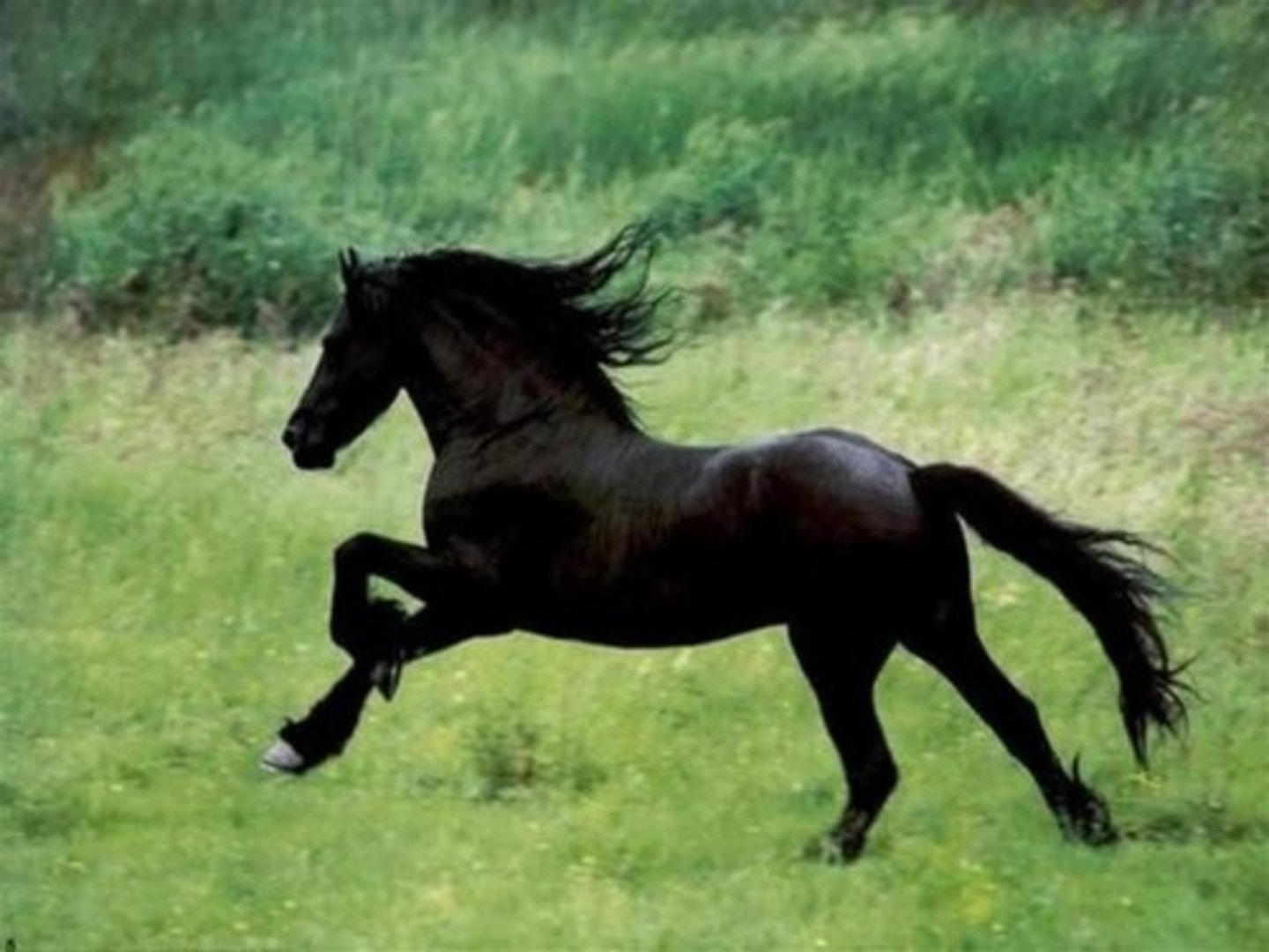 <p>wild</p>