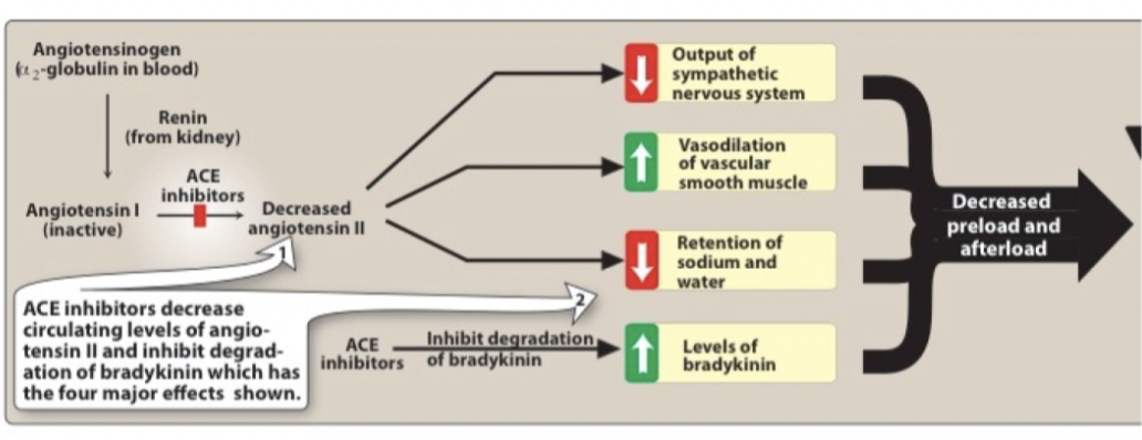 <p><strong>Hemodynamisk effekt</strong>: minskat afterload eftersom perifert motstånd minskar. Minskad aldosteron-medierad vätskeretention → minskad preload (blodvolym minskar). Minskad stimulering av sympatiska nervändar → minskad frisättning av NA. Mängden bradykinin ökar.</p><p><strong>Biverkningar</strong>:</p><ul><li><p>Rethosta: ACE bryter ner bradykinin. Det kan ackumuleras i lungorna och orsaka retning.</p></li><li><p>Hypotoni: Initial risk för lågt blodtryck.</p></li><li><p>Njursvikt: Lågt blodtryck kan ge minskad renal perfusion → njursvikt.</p></li><li><p>Hyperkalemi → utsöndring av kalium minskar eftersom mängden aldosteron minskar → minskad exkretion av K.</p></li></ul>