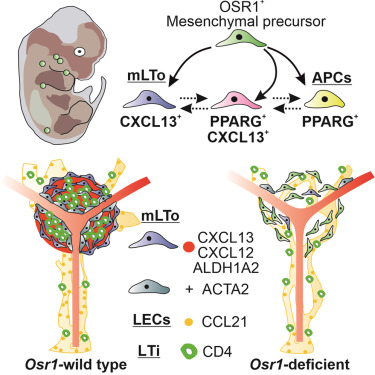 <p><span>Le développement du ganglion dépend d’une interaction entre :</span></p><ul><li><p><span><strong>LTo</strong> = lymphoid tissue organizer</span></p></li><li><p><span><strong>LTi</strong> = lymphoid tissue inducer.</span></p></li></ul><p><span><strong>Étapes clés</strong></span></p><ol><li><p><span>Les cellules mésenchymateuses produisent <strong>CXCL13</strong></span></p></li><li><p><span>CXCL13 attire les <strong>LTi</strong> (ILC3)</span></p></li><li><p><span>Les LTi produisent de la <strong>lymphotoxine LTa1β2</strong></span></p></li><li><p><span>Cela active les LTo</span></p></li><li><p><span>Les LTo produisent encore plus de :</span></p><ul><li><p><span>CXCL13</span></p></li><li><p><span>CCL19</span></p></li><li><p><span>CCL21</span></p></li></ul></li><li><p><span>Cela recrute davantage de cellules, puis les <strong>lymphocytes B et T</strong></span></p></li><li><p><span>Les futures zones <strong>B</strong> et <strong>T</strong> s’organisent.</span></p></li></ol><p></p>