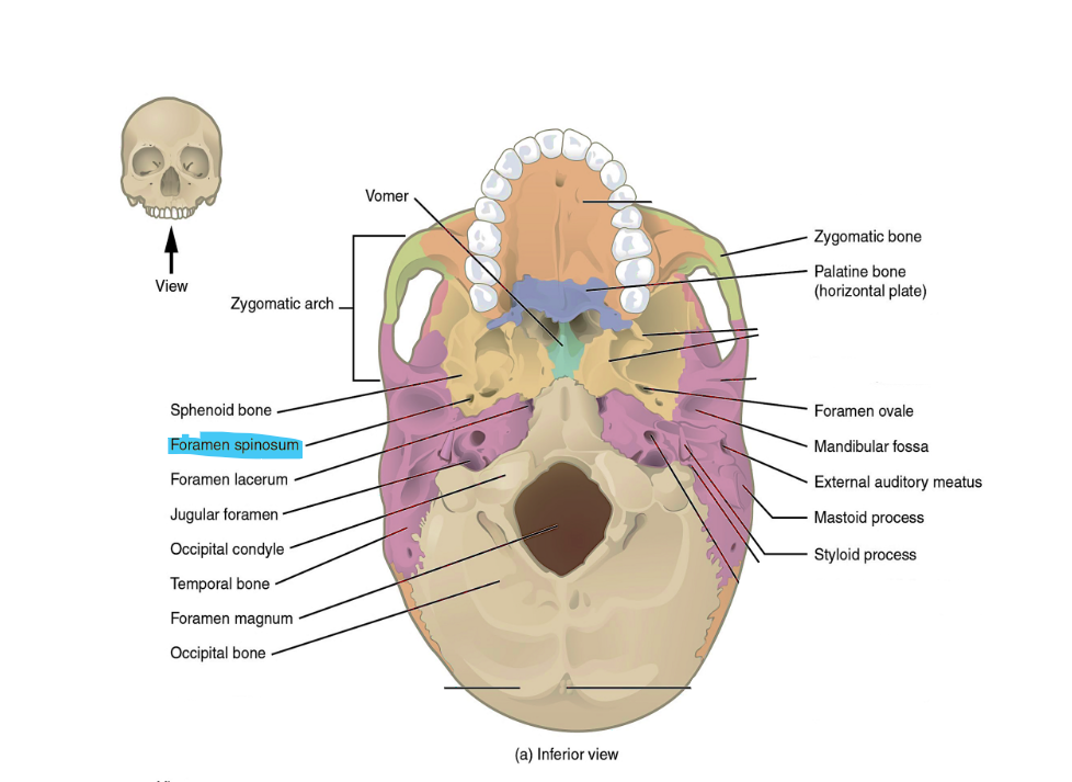 <p>foramen spinosum</p>