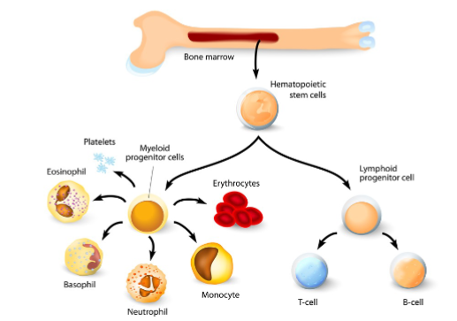 <ul><li><p>Essential for production of adequate numbers of RBCs, WBCs, and PLTs</p></li><li><p>Driven by hematopoietic stem cell signals</p></li></ul>