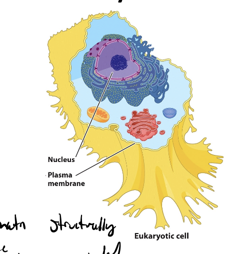 <ul><li><p>regulatory transcription factors</p></li><li><p>regulation by covalent modification of chromatin &amp; its folding state</p></li><li><p>lots of combinatorial control</p></li></ul><p></p>