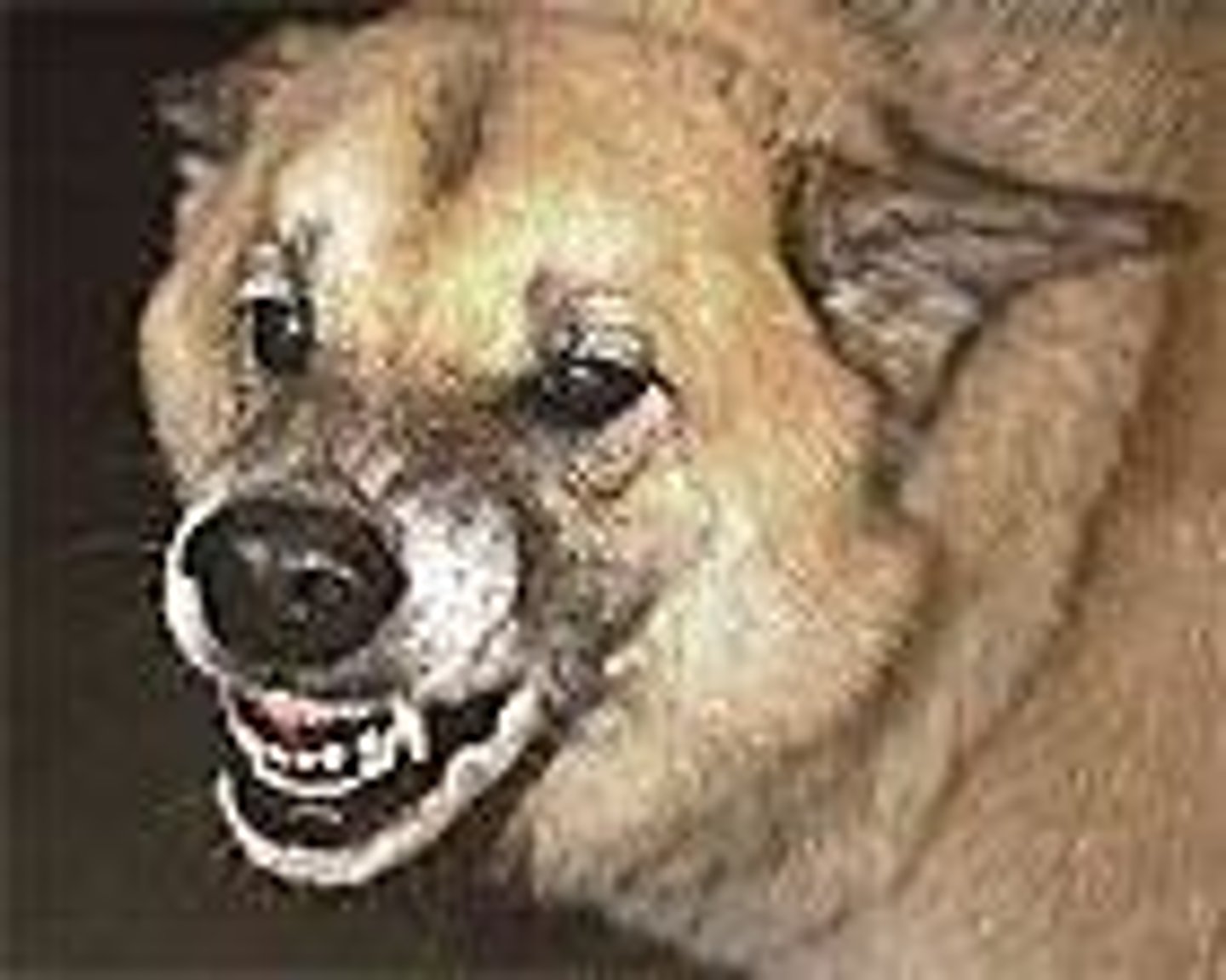 <p>It indicates discomfort or anxiety, where the dog shows the whites of their eyes.</p>