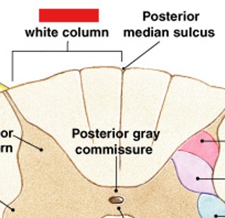 <p>Which of the white columns:</p><ul><li><p>Lie between posterior gray horns and posterior median sulcus</p></li></ul><p></p>