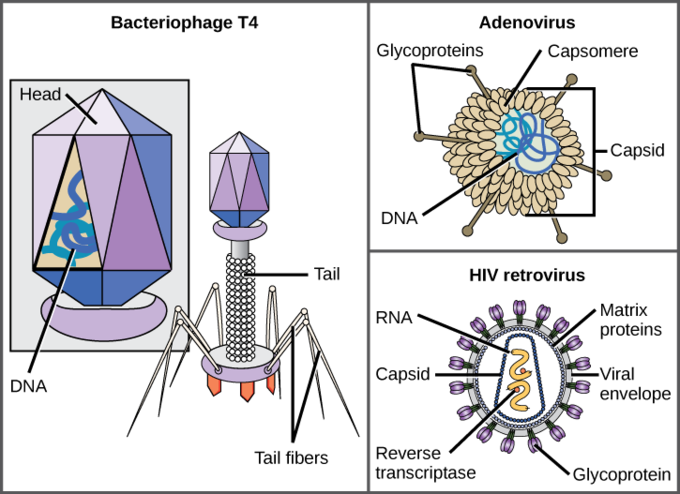 <p><strong>an protein envelope (capsid)</strong></p>