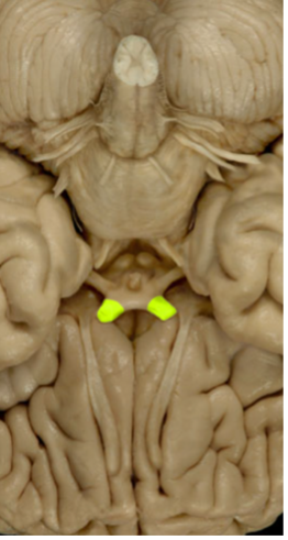 <ul><li><p>Sense of vision (Sensory)</p></li></ul><p></p>