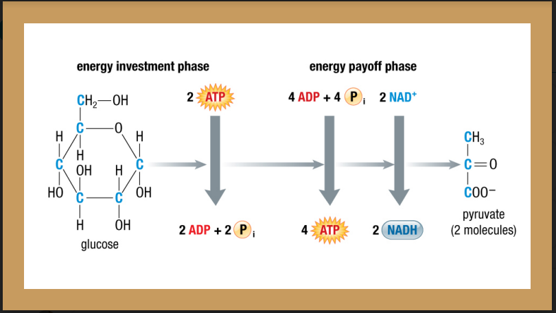Glycolysis Energy Inputs & Outputs