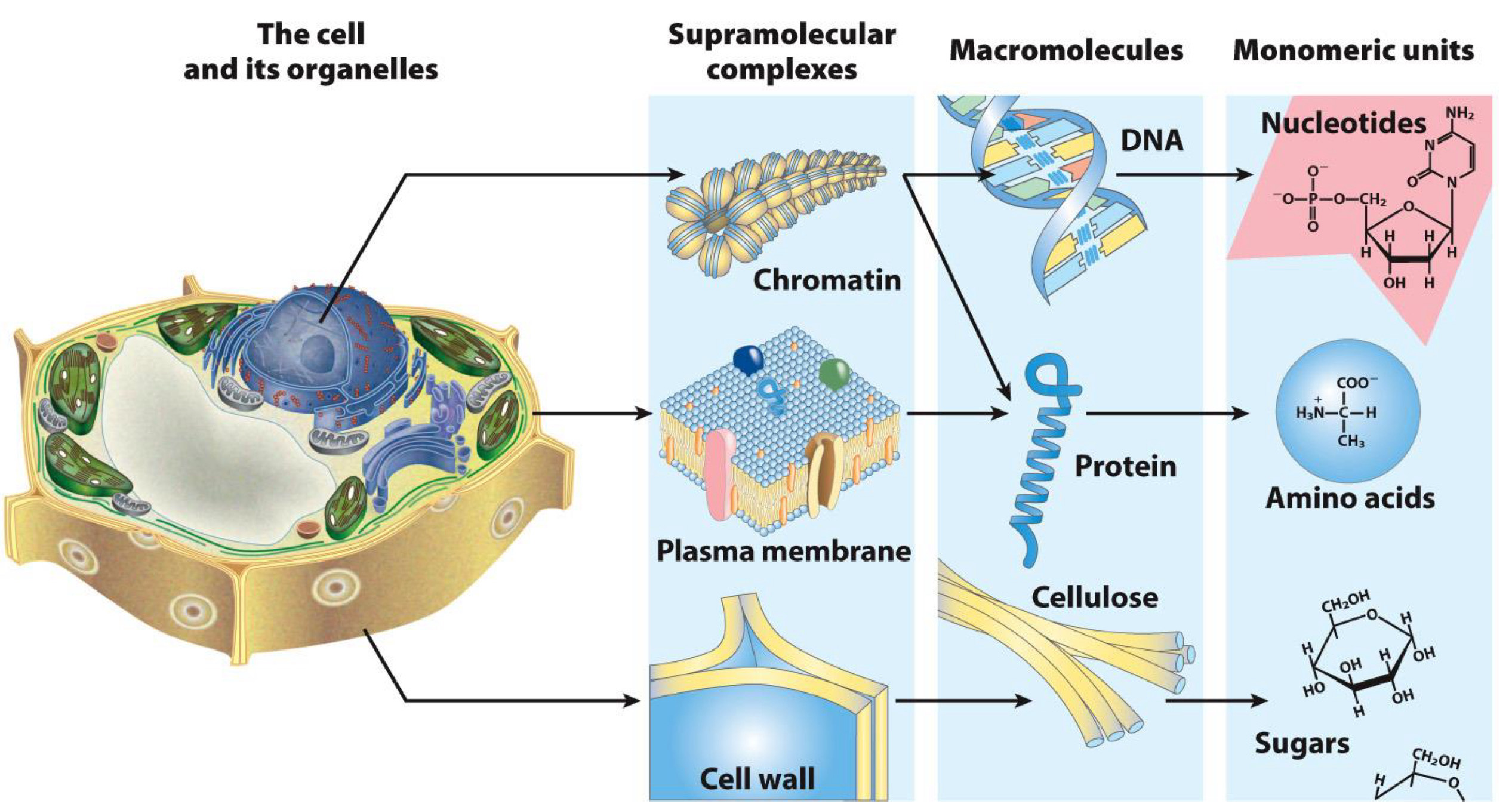 <p>Building Blocks of proteins</p>
