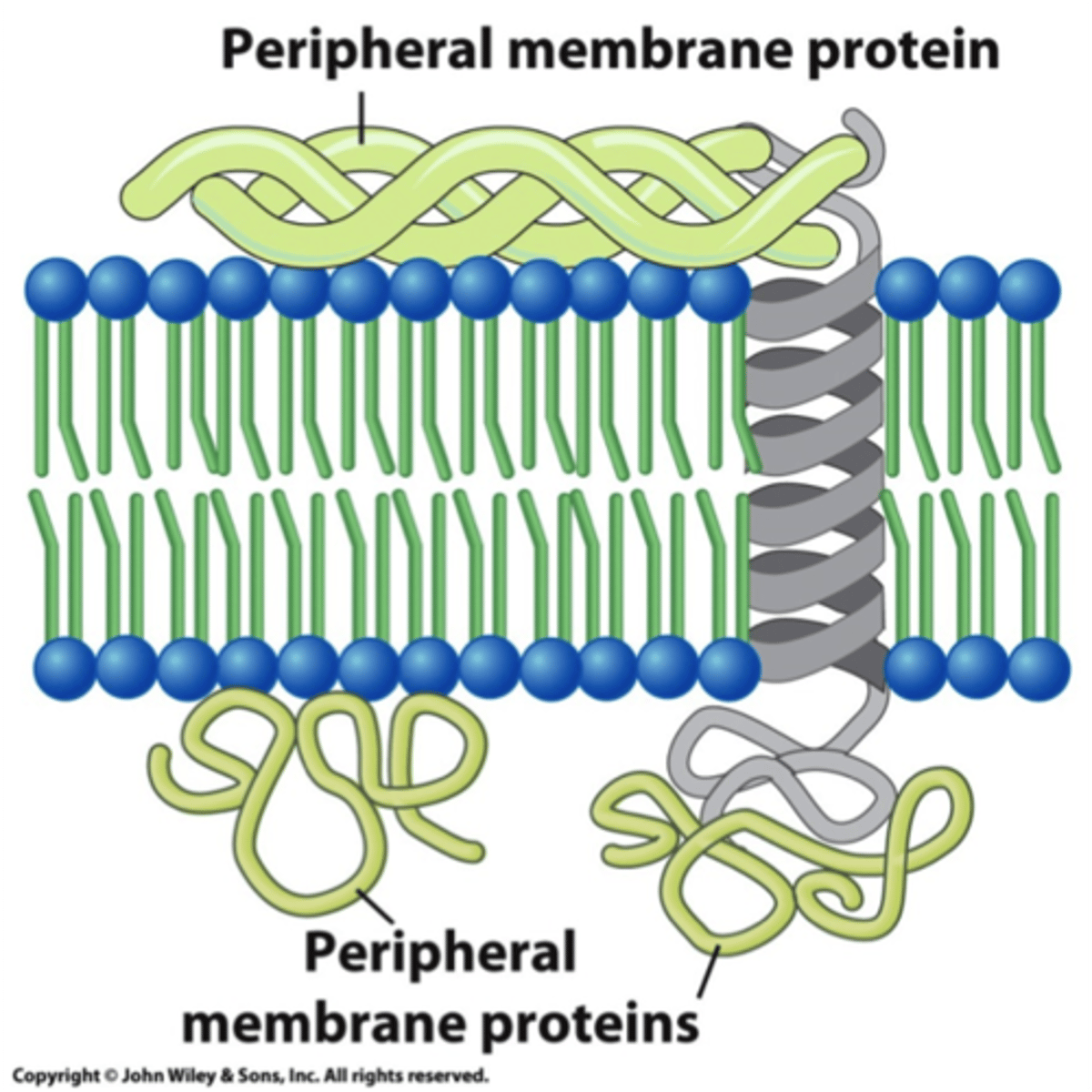 <p>Located entirely outside of the bilayer on either the extracellular or cytoplasmic side, associated with non-covalent bonds.</p>