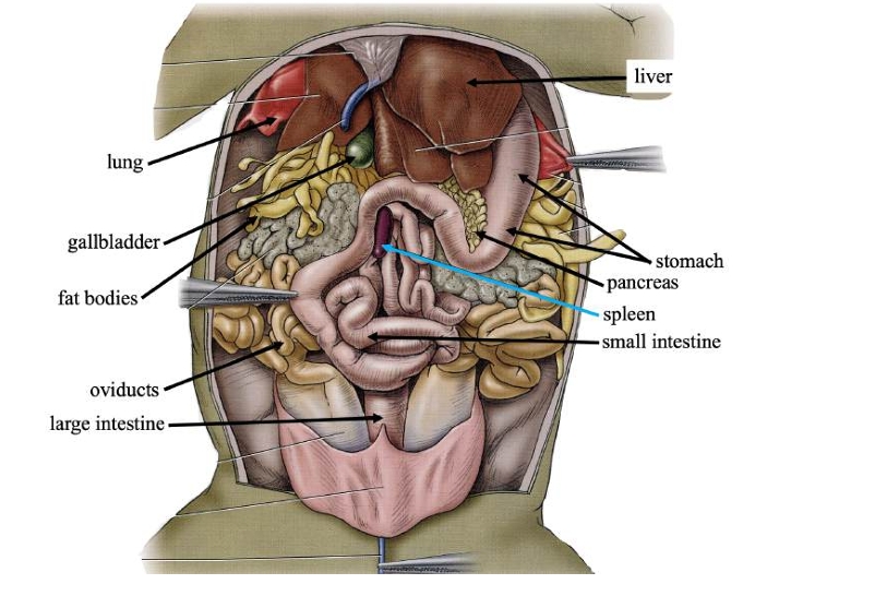 <p>Produces digestive compounds &amp; secrete them into the small intestine.</p>