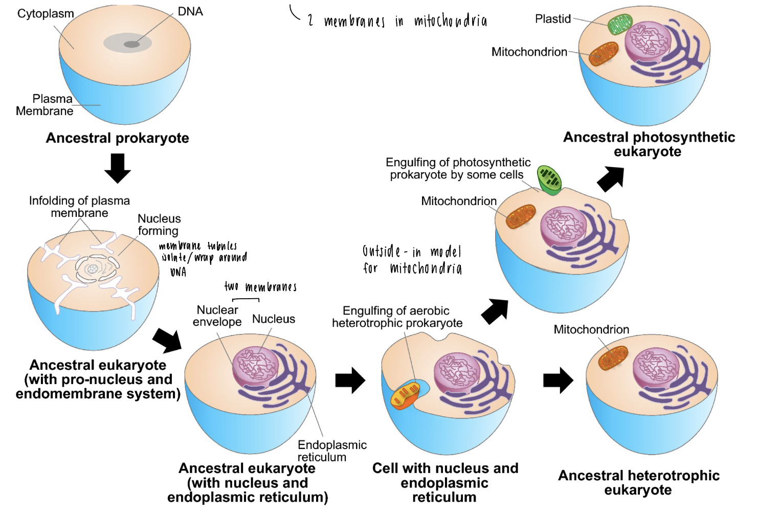 <p>possible evolutionary scenario for origin of eukaryotic cells</p><ol><li><p>ancestral prokaryote</p></li><li><p>membrane tubules isolate / wrap around DNA with a single membrane</p></li><li><p>nuclear envelope around DNA + nucleus makes two bilayers</p></li><li><p>“outside in” model for mitochondria, mitochondria engulfed by outer membrane = two membranes</p></li></ol><p></p>