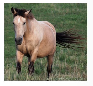 <p>Dun </p><p>Golden body </p><p>Black mane + tail (+sometimes spine)</p>
