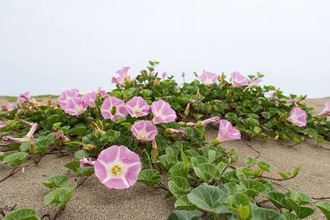 <p>Sea bindweed </p>