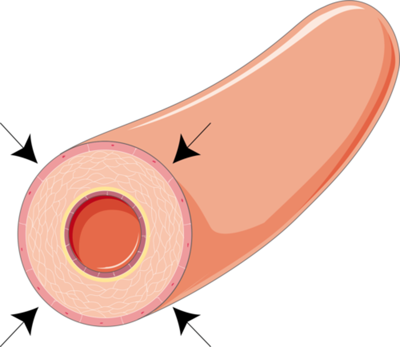 <p>The narrowing of blood vessels that reduces the amount of blood near the skin's surface, allowing less heat to be transferred to the surroundings</p>