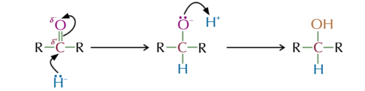 <ul><li><p>C=O bond is polar </p><ul><li><p>Cð+ and attracts the negative lone pair of electrons on H-</p></li></ul></li><li><p>H- attacks positive C and donates it alone pair electrons forming a bond with C</p></li><li><p>this causes 1 bond between carbon and oxygen to break giving oxygen a lone pair of electrons</p></li><li><p>oxygen donates its lone pair of electrons to a H+ ion (from water)</p></li><li><p>forming an alcohol</p></li></ul><p></p><p></p>