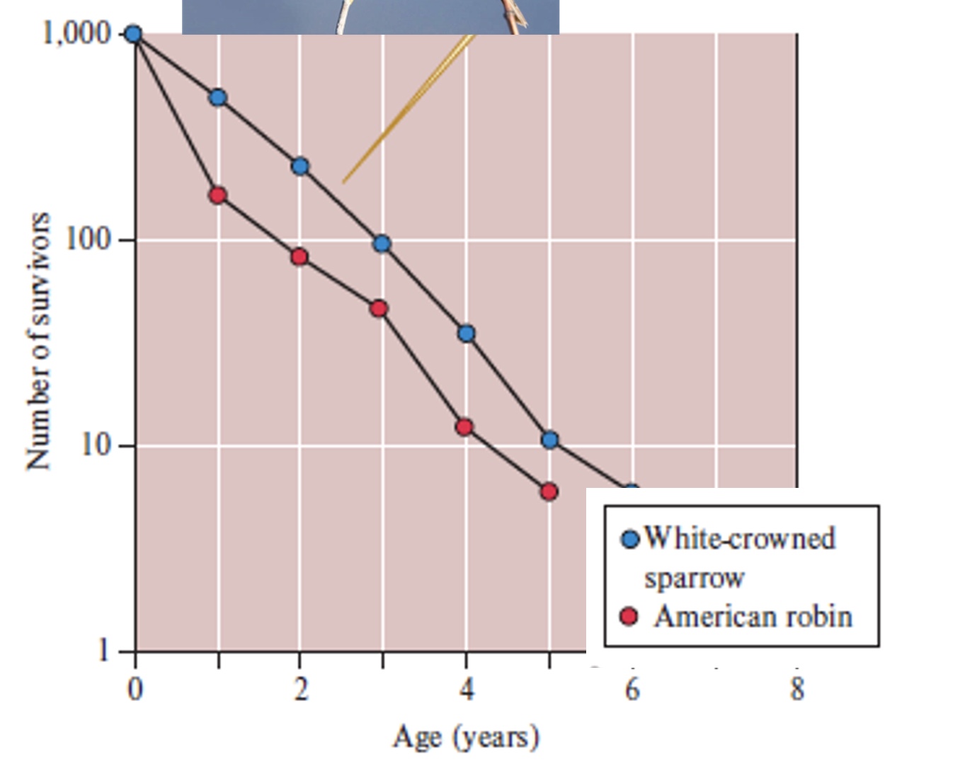 <p>What kind of survivorship curve is this? </p>