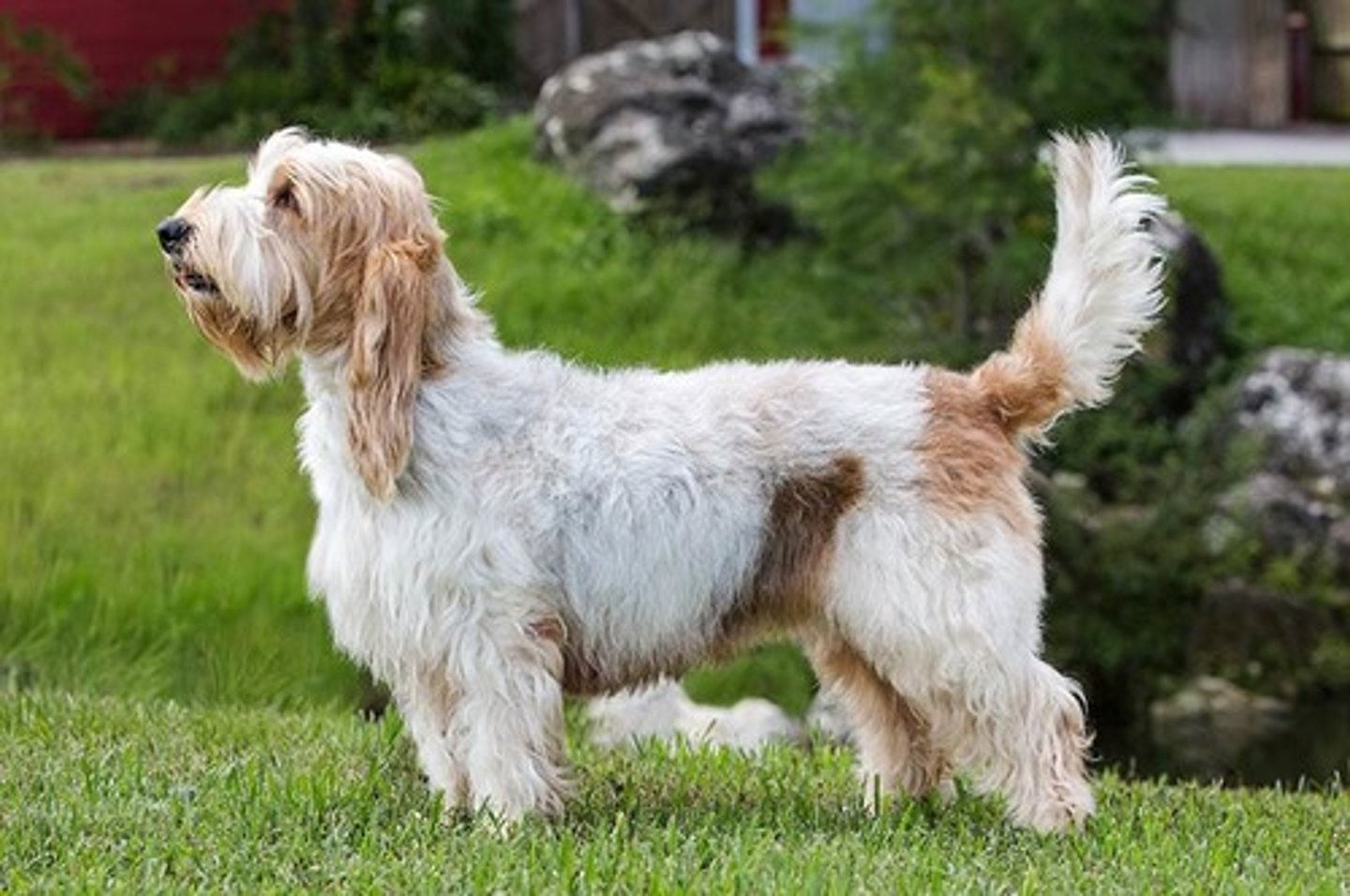 <p>Independent, Happy, Outgoing</p><p>AKC Breed Popularity: Ranks of 194</p><p>Height: 15.5-18 inches</p><p>Weight: 40-45 pounds</p><p>Life Expectancy: 13-15 years</p><p>Group: Hound Group</p>