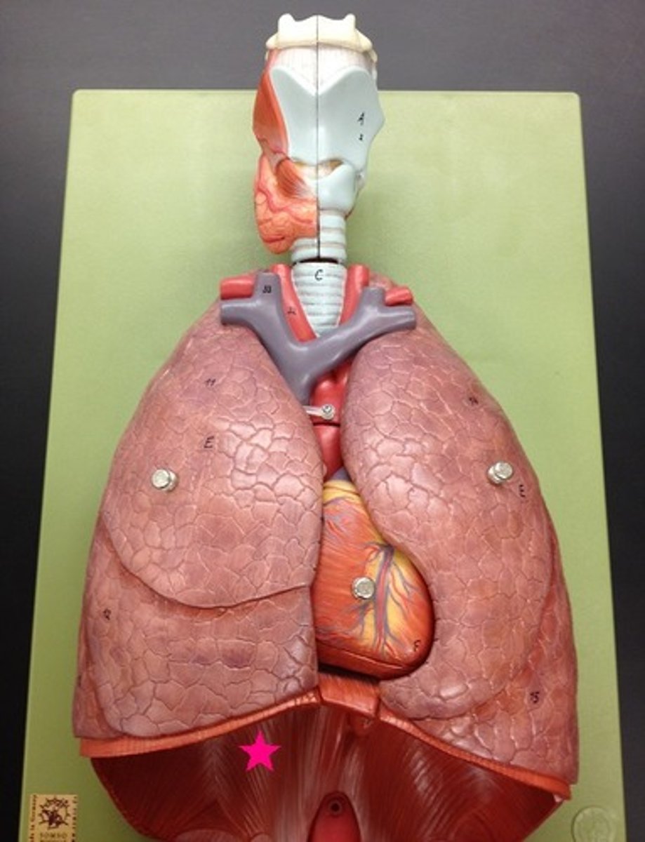 <p>Identify the muscle.</p>