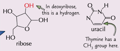 <p>polymer of nucleotides with a series of bases attached to a phosphate sugar backbone, similar to DNA but contains ribose sugar and uracil</p>