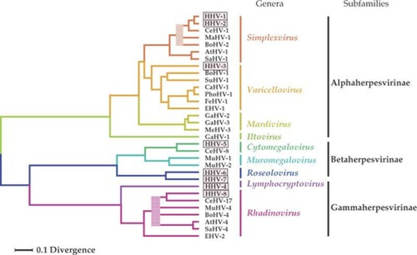 <p>It is based on amino acid sequences of homologous genes.</p>