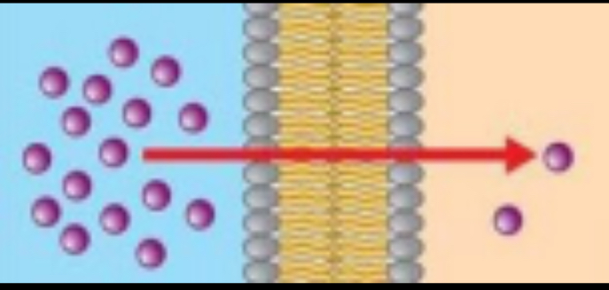 <p>Type of Transport?</p>