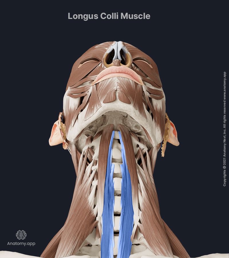 <p>longus colli action/function </p>