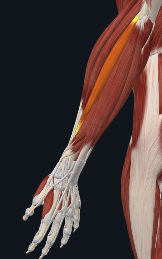 <p>What muscle is this</p>