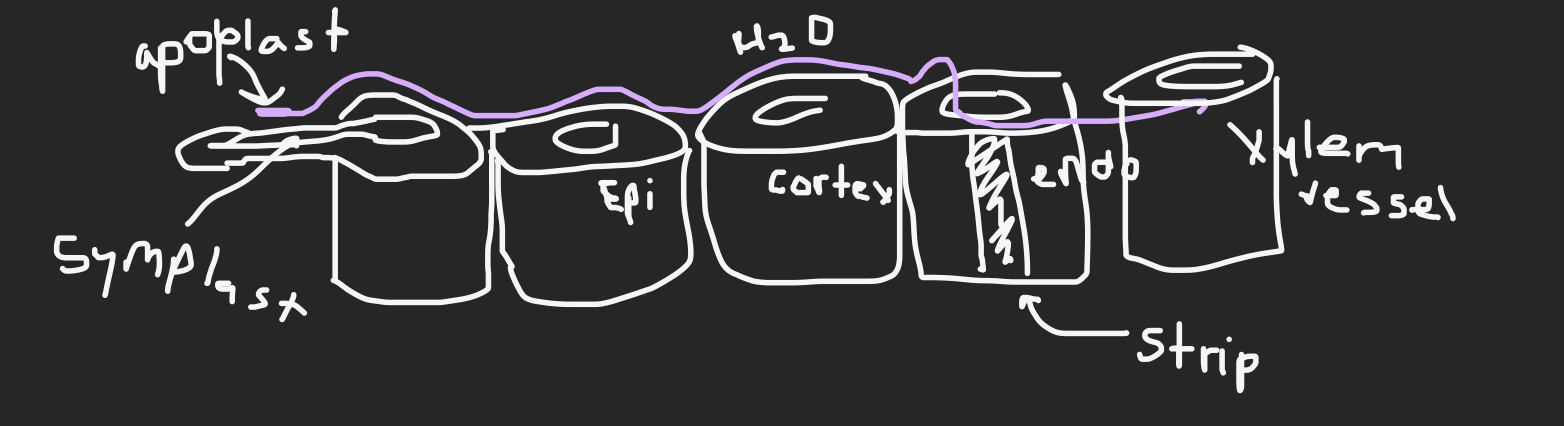 <p>Endodermal cell has Casparian Strip. It is a form of filtering. When water molecule runs into the strip, it has no choice but to move down through the cell wall into the cytoplasm.</p><p>The apoplast has to pass around this barrier, so it must travel symplastically. The water molecule then travels to Xylem vessel.</p><p>The symplastic pathway stays symplastic the whole time, and enters the Xylem without having to pass through the strip.</p>