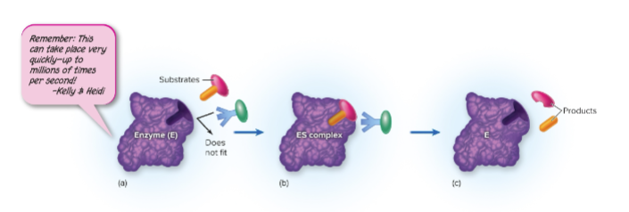 <p>The process in which an enzyme binds to its substrate and converts it into a product while remaining unchanged itself.</p>