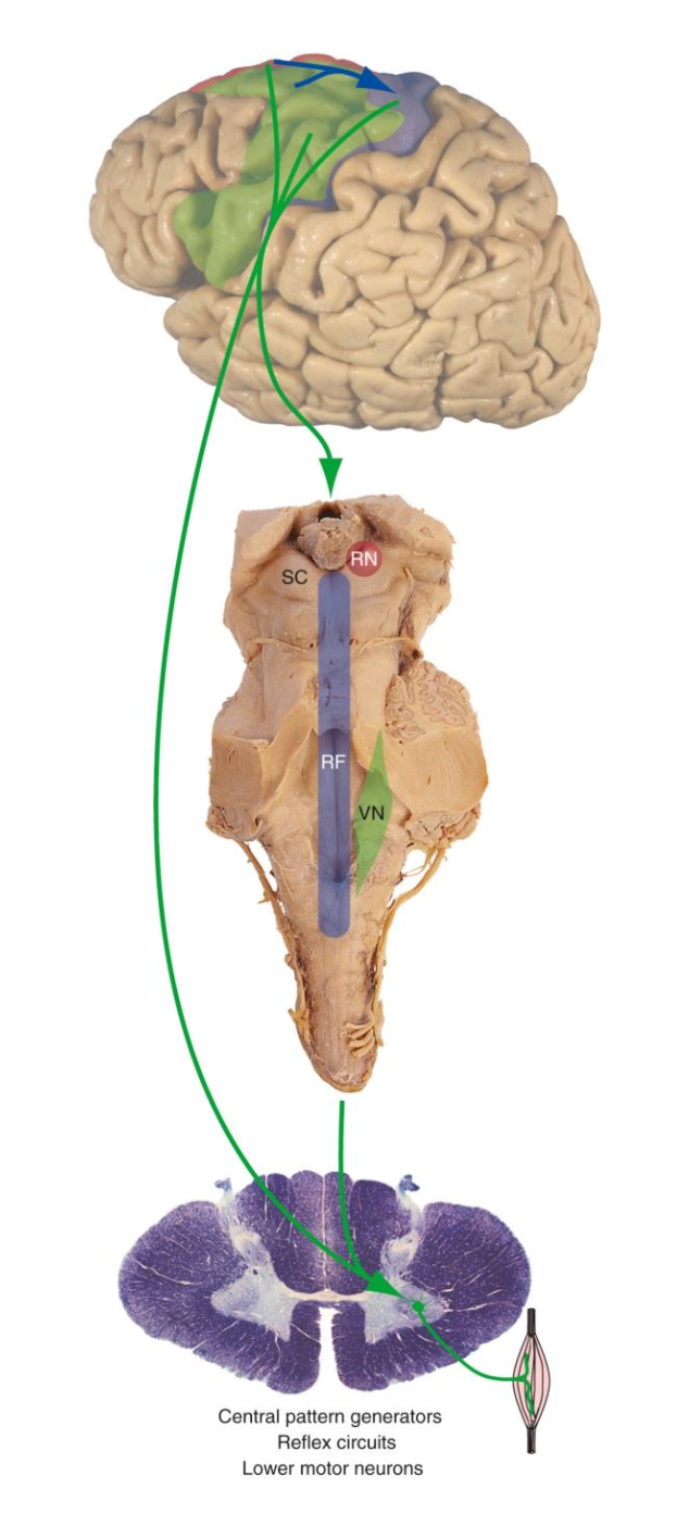 <p>Corticospinal Tract</p>