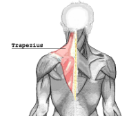 <p>The trapezius is a large muscle located in the upper back and neck region.</p>