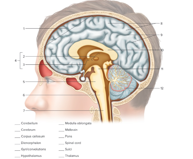 <p>Label the following: Meninges</p>
