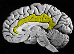 <p>the overall system of the brain that regulates emotions and controls behavior. Includes the Hippocampus, amygdala, hypothalamus, and other structures. Donut-shaped neural system located below the cerebral hemisphere; associated with emotions and drives</p>