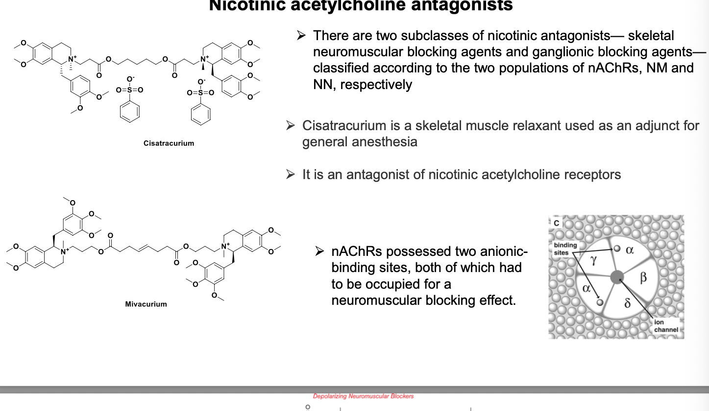 <ul><li><p>2 subclasses of nicotinic antagonists - skeletal neuromuscular blocking agents and ganglionic blocking agents - classified according to the 2 populations of AChRs, NM and NN, respectively. </p></li><li><p>cisatracurium = skeletal muscle relaxant used as an adjunct for general anesthesia</p><ul><li><p>an antagonist of nicotinic acetylcholine receptors</p></li></ul></li><li><p>nAChRs posses 2 anionic binding sites, both of which have to be occupied for neuromuscular blocking effect</p></li></ul><p></p>