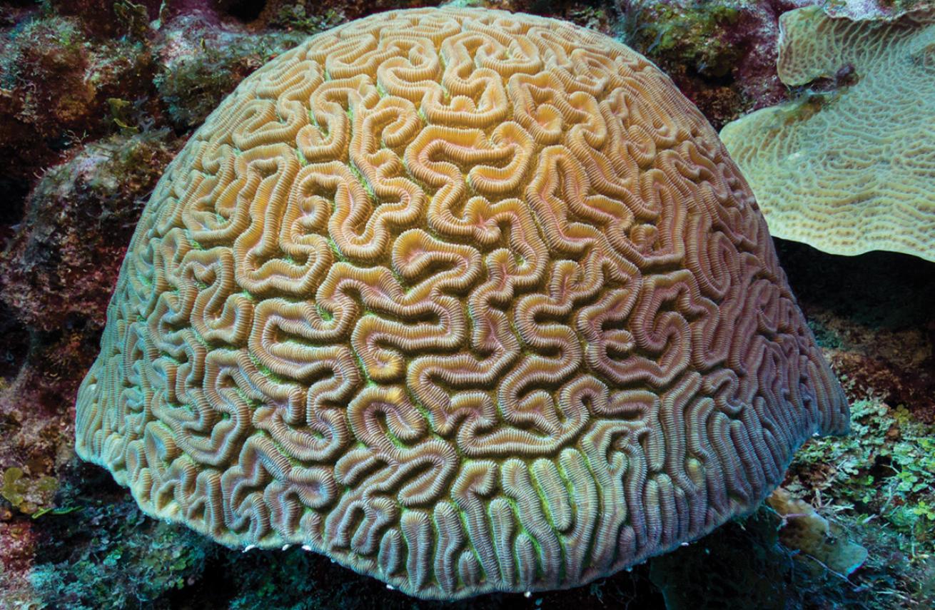 <p>looks like a brain! - typically round - sometimes w/ cleaning fish</p>