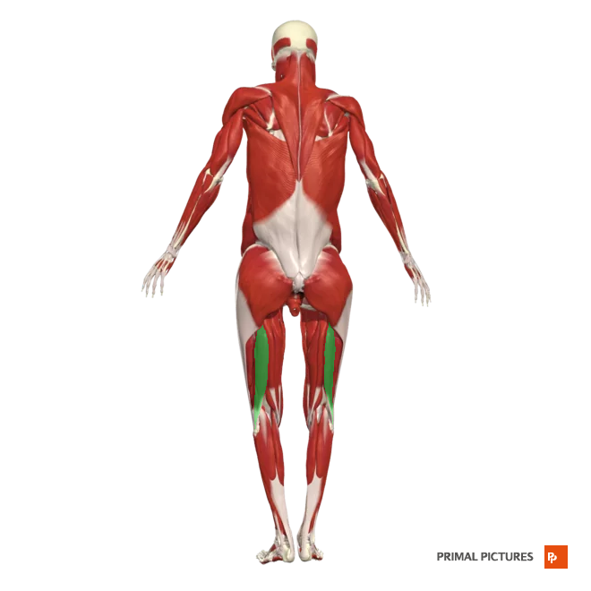 <p>Long h. origin: originates from the medial facet of the ischial tuberosity </p><p>Short h. origin: lateral lip of the inferior third of the linea aspera</p><p>Insertion: The lateral head of the fibula.</p>