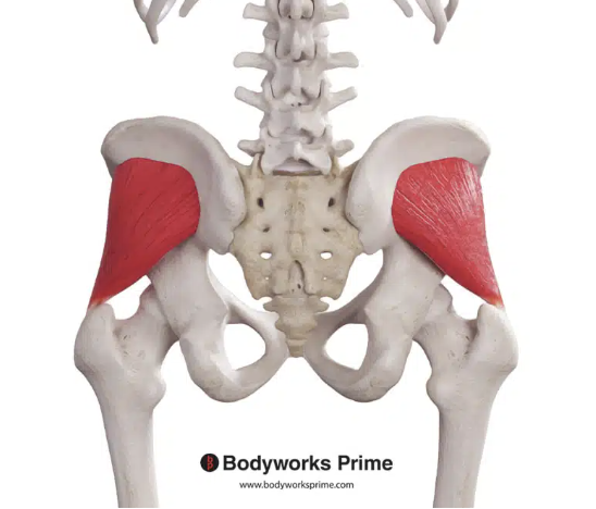 <p>*posterior</p>