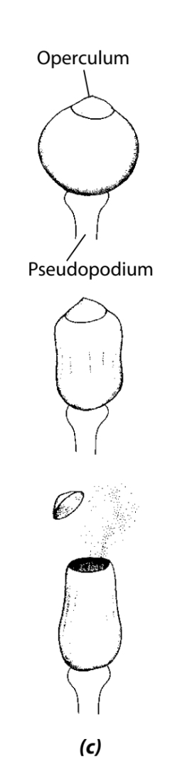 <p>The red to blackish-brown capsules that raised on a stalk called the pseudo podium, and the top of the capsule is a lid like operculum </p>