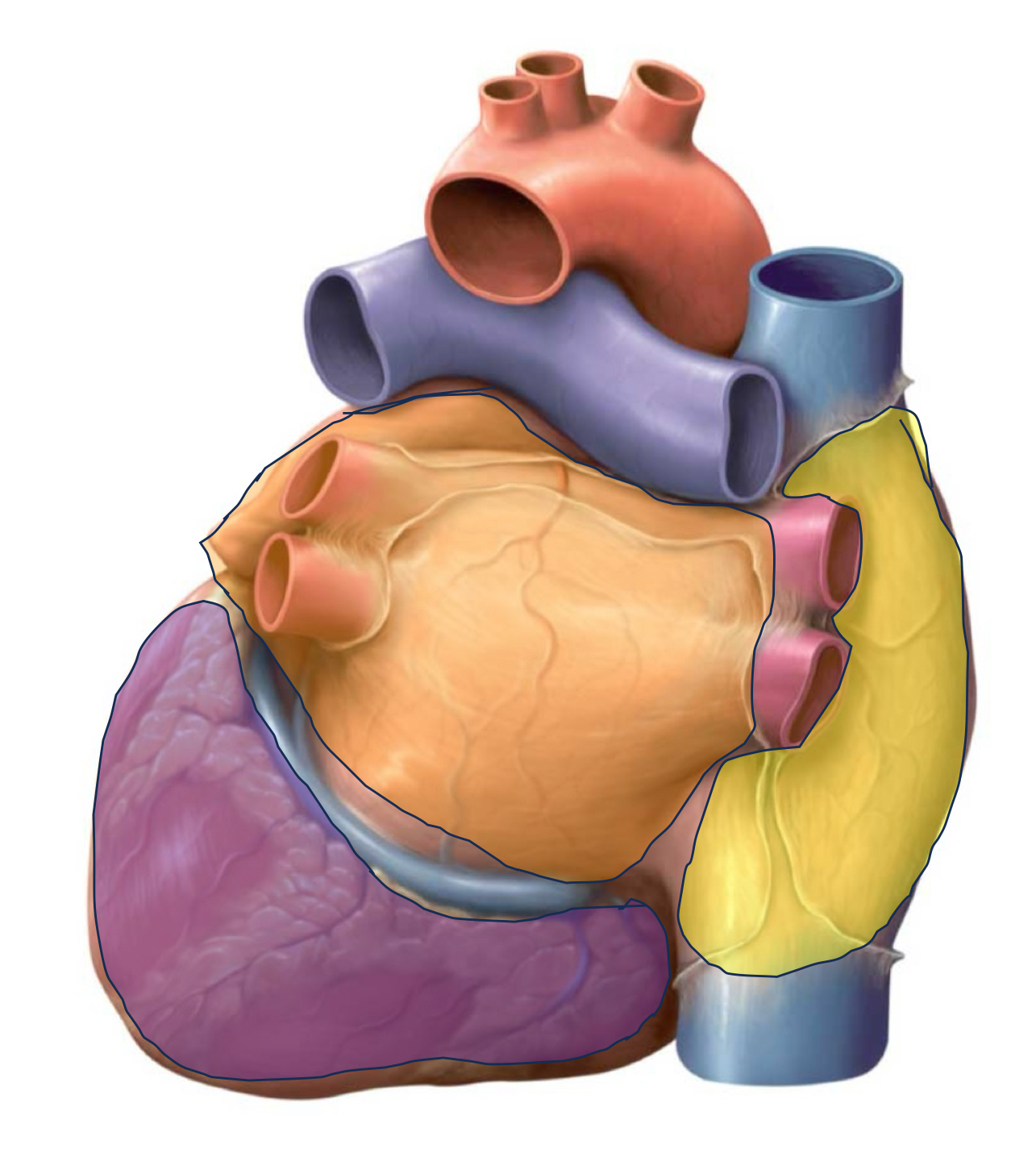 <p>What structure is identified by the purple?</p>