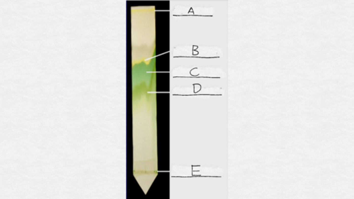 <p>Label the plant pigments in order from A to E.</p>