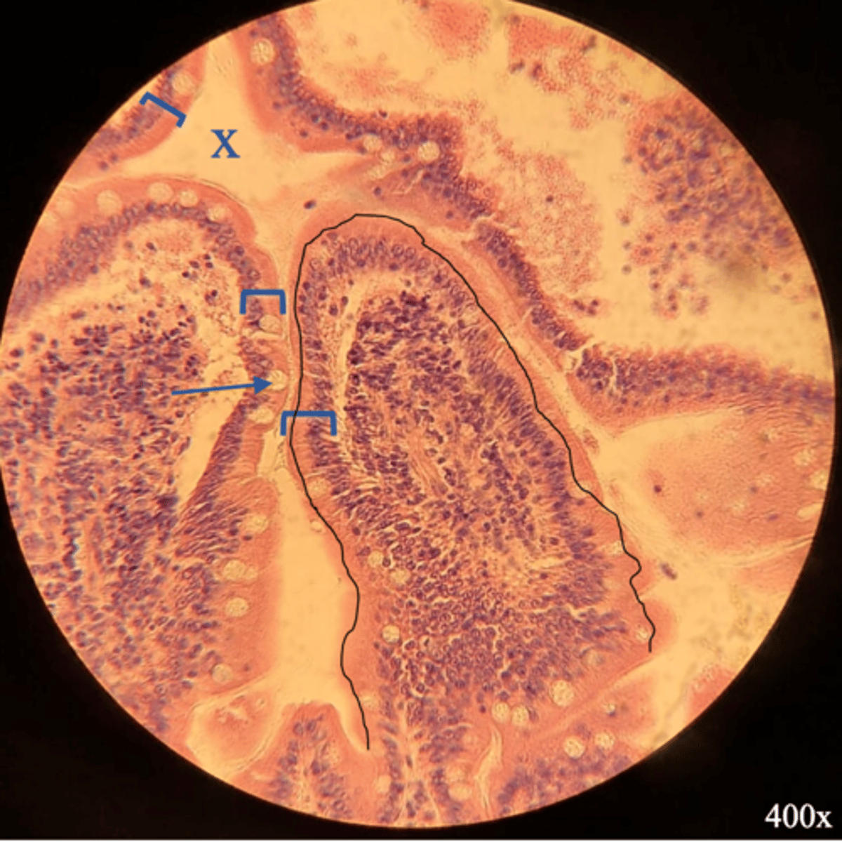 <p>Name the organ</p>