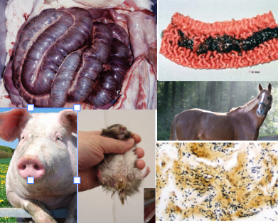 Animals affected by Lawsonia intracellularis