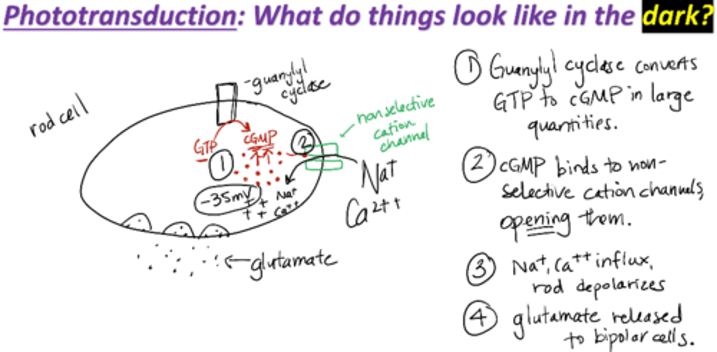<p>1. Guanylyl cyclase converts GTP to cGMP in large quantities</p><p>2. cGMP binds to non-selective cation channels, opening them</p><p>3. Na+, Ca2+ influx through channel→ slight depolarization of rods </p><p>cGMP maintains outer segment ligand-gated cation channels in an open state, and a persistent influx of Na+ and Ca2+ occurs</p><p>Thus, in the dark, cGMP concentrations are high and the photoreceptor cell is maintained in a relatively depolarized state</p><p>4. Glutamate is released to bipolar cells</p>