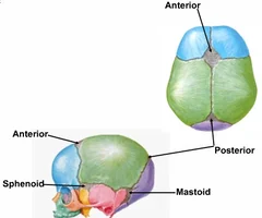 Areas between skull bones