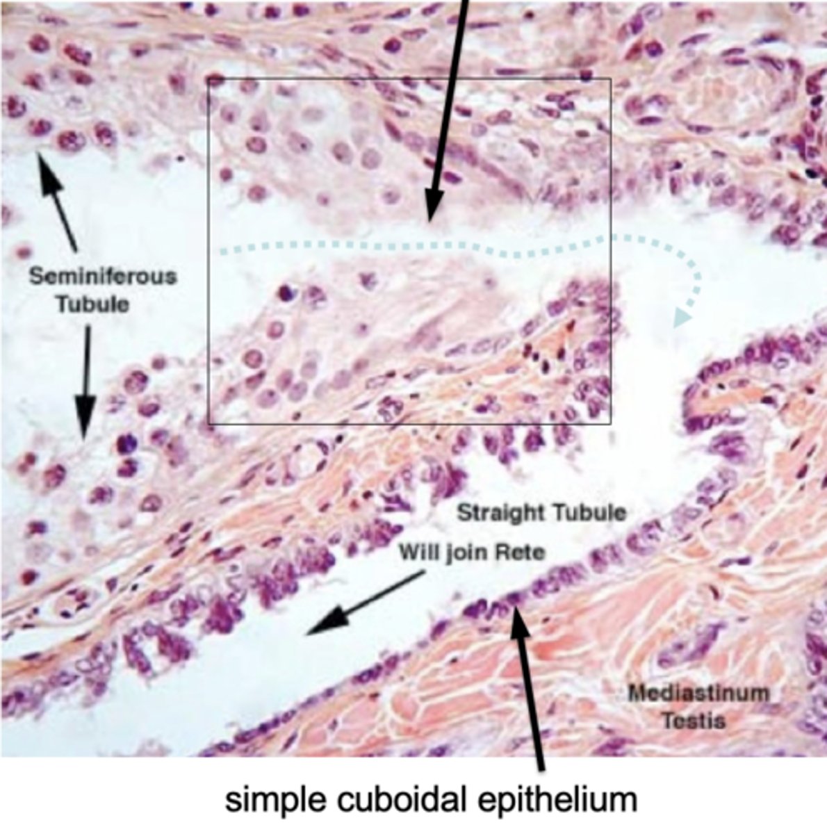 <p>What type of cells are found in the seminiferous tubule terminus?</p>