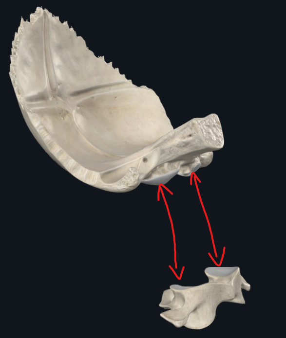 <p>Articulación inferior del hueso occipital</p>