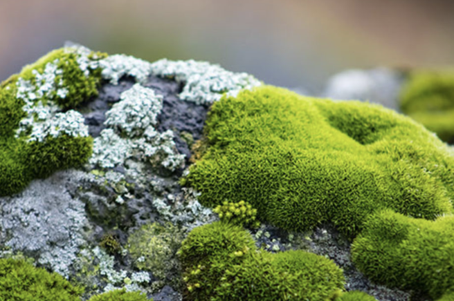 <p>What type of plant is this?</p>