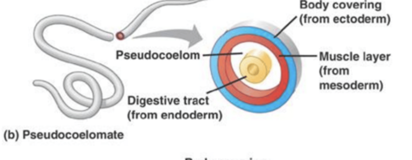 <p>the organism has a fluid-filled body cavity, not fully lined by mesodermal cells</p>