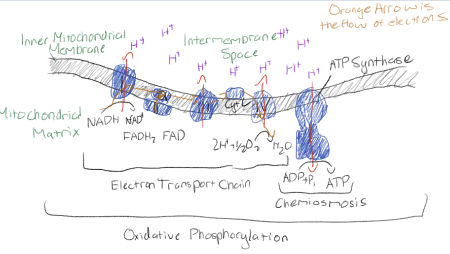 <p>The energy released as electrons are passed down ETC is used to pump H+ across the inner mitochondrial membrane (active transport), resulting in proton-motive force</p>